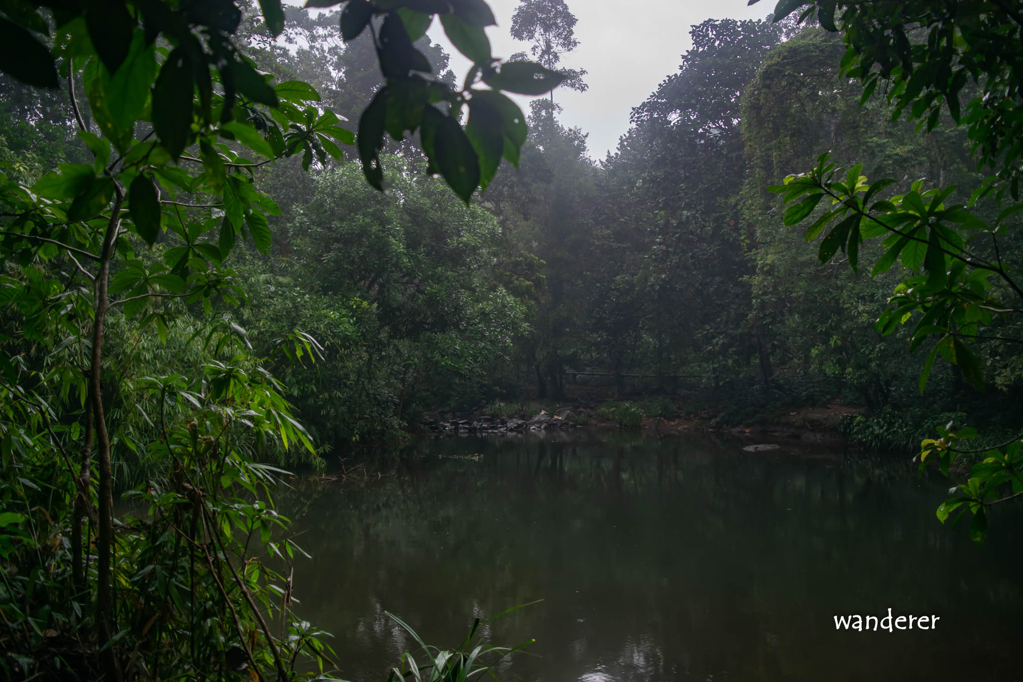 Pond covered in trees in Nachchimale